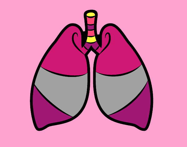 Pulmones