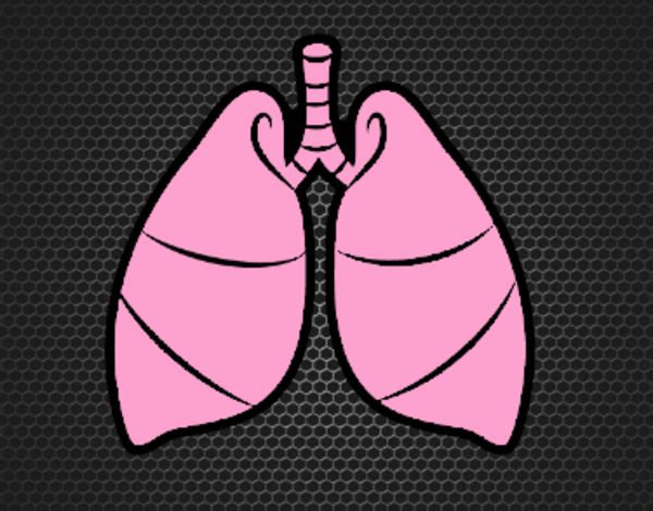 Pulmones