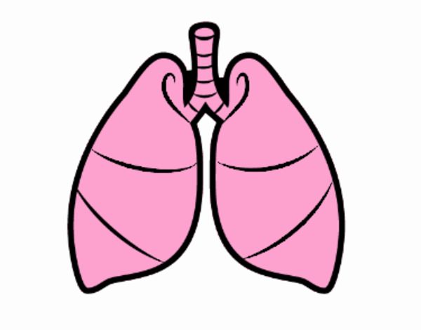 Pulmones