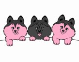 3 perritos