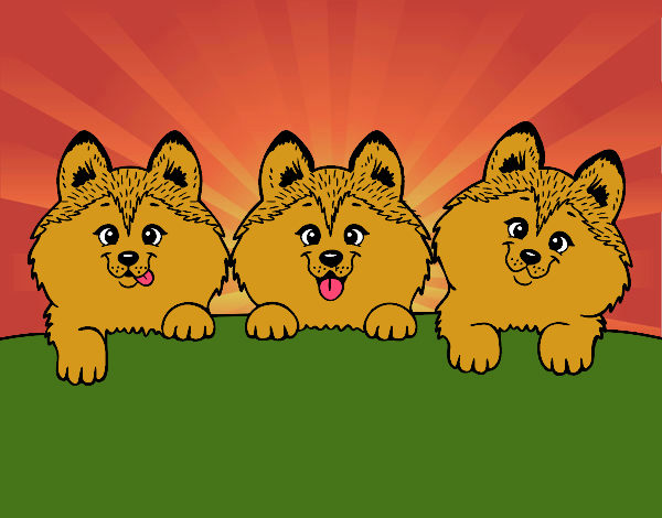 3 perritos