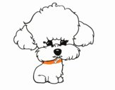 Cachorro de poodle