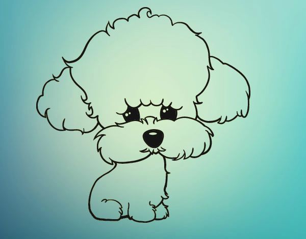 Cachorro de poodle