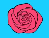 Flor de rosa