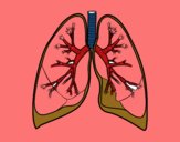 Pulmones y bronquios