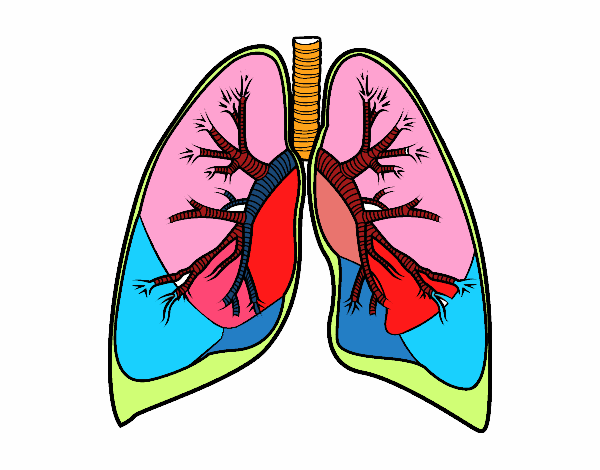 Pulmones y bronquios