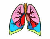 Pulmones y bronquios