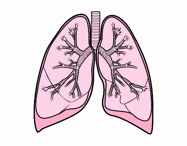 Pulmones y bronquios