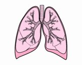 Pulmones y bronquios