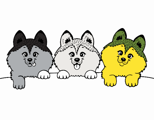 3 perritos