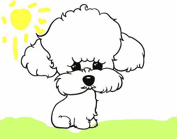 Cachorro de poodle