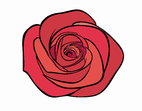 Flor de rosa