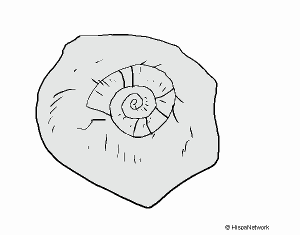 Fósil caracol