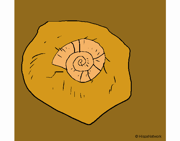 Fósil caracol