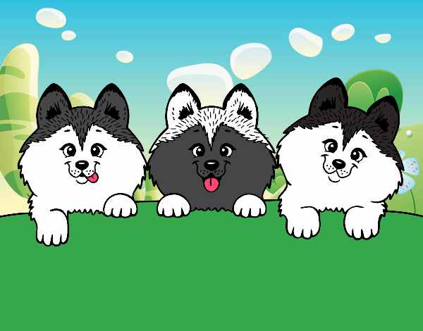 3 perritos