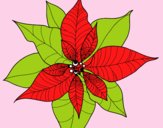 Flor de poinsetia