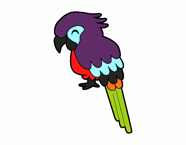 Guacamayo