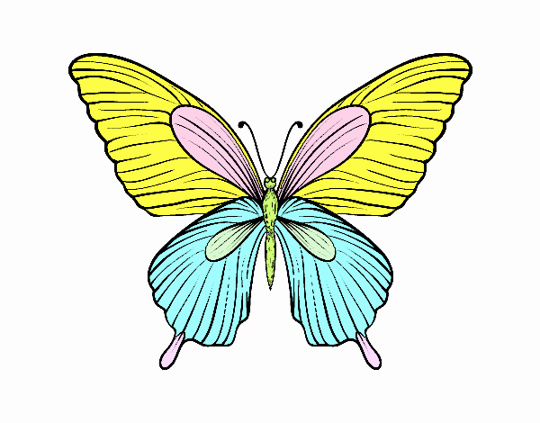 Mariposa tropical