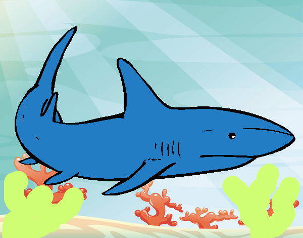tiburon bruno 