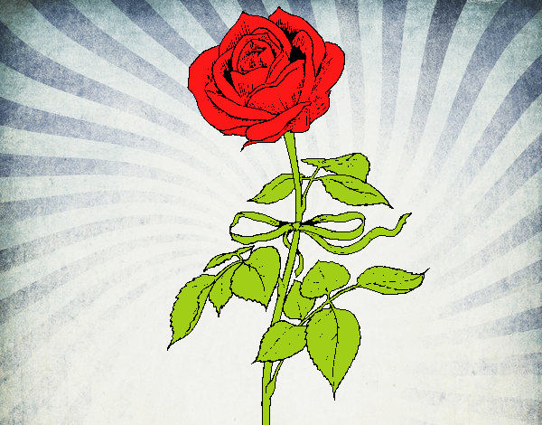 Una rosa