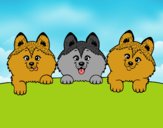 3 perritos