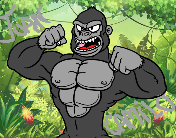 gorilla