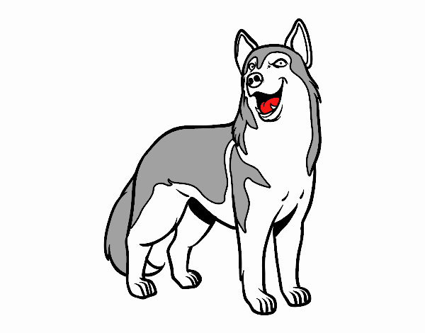 Perro lobo