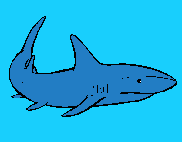 dibujo de tiburon hecho por regi