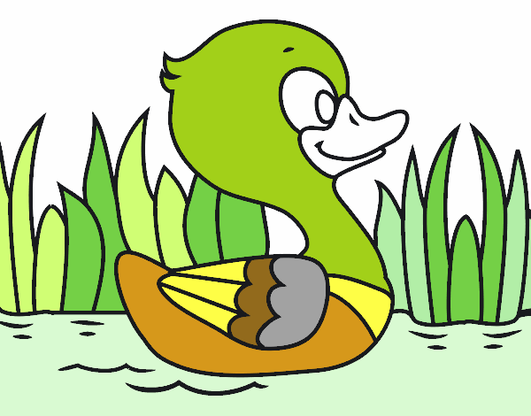 Patito de río