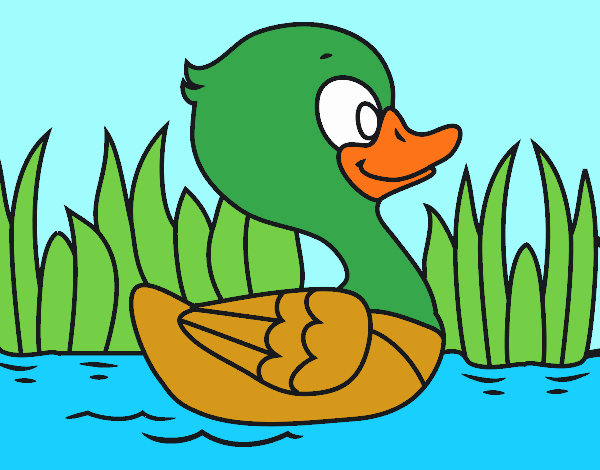 Patito de río