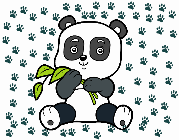 Un oso panda