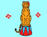 Tigre de circo