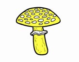 Amanita muscaria