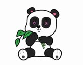 Un oso panda