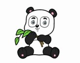 Un oso panda