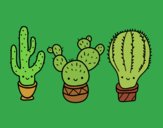 3 mini cactus