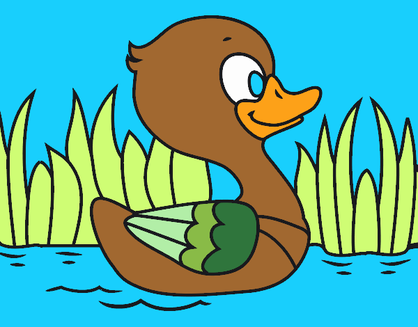 Patito de río