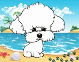 Cachorro de poodle