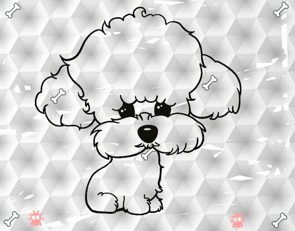 Cachorro de poodle