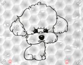 Cachorro de poodle