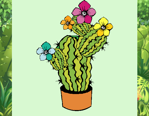 Cactus 