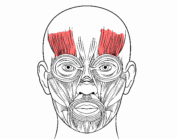 Músculos de la cara