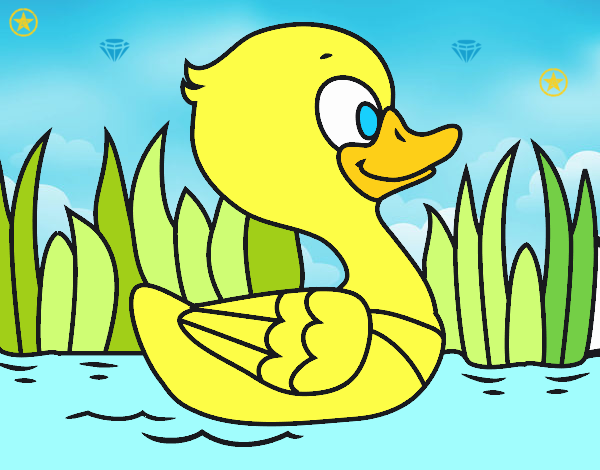 Patito de río