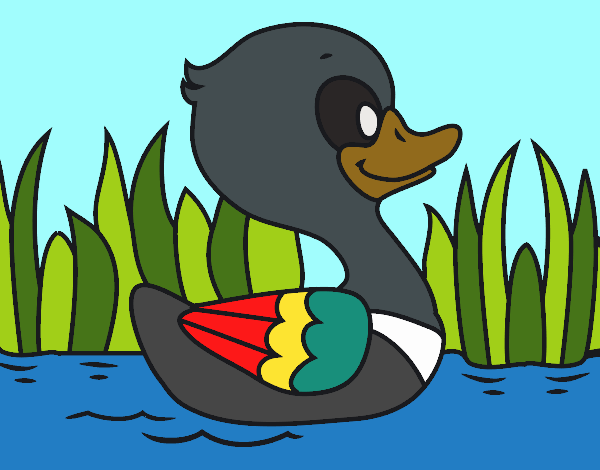 Patito de río