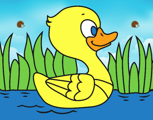 Patito de río