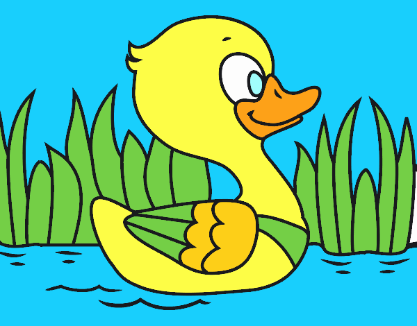 Patito de río