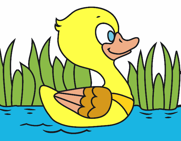 Patito de río