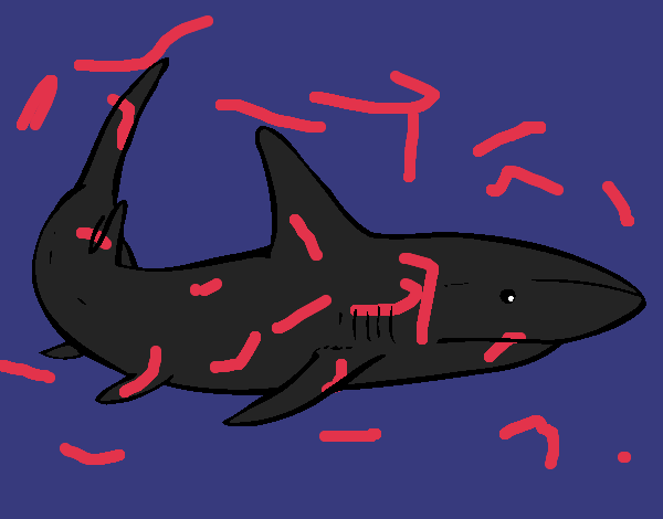 Un tiburón nadando