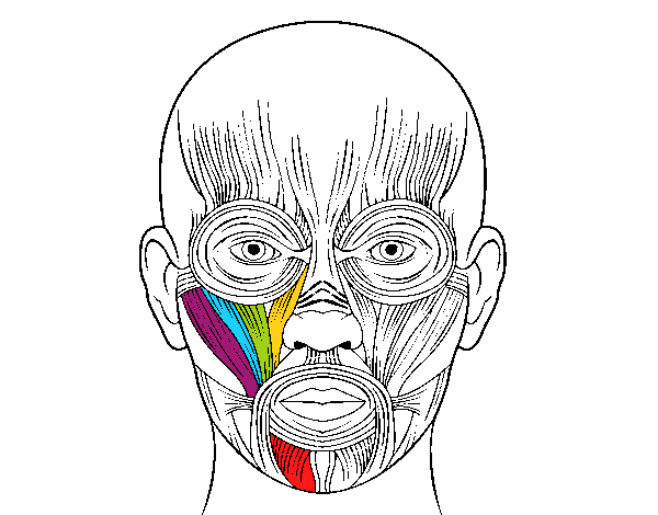 Músculos de la cara