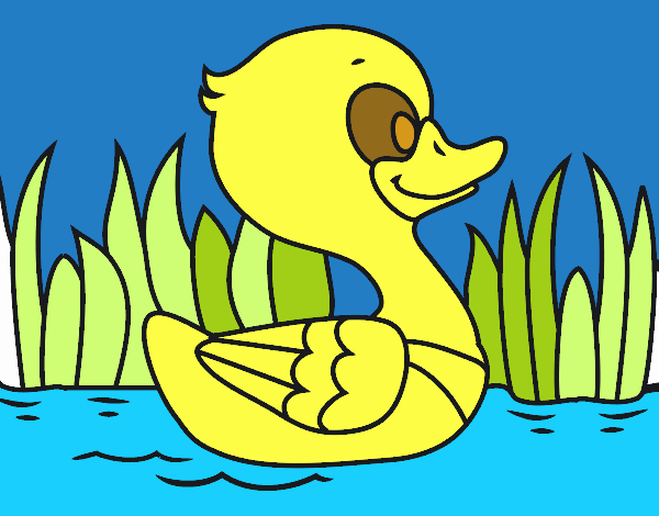 Patito de río